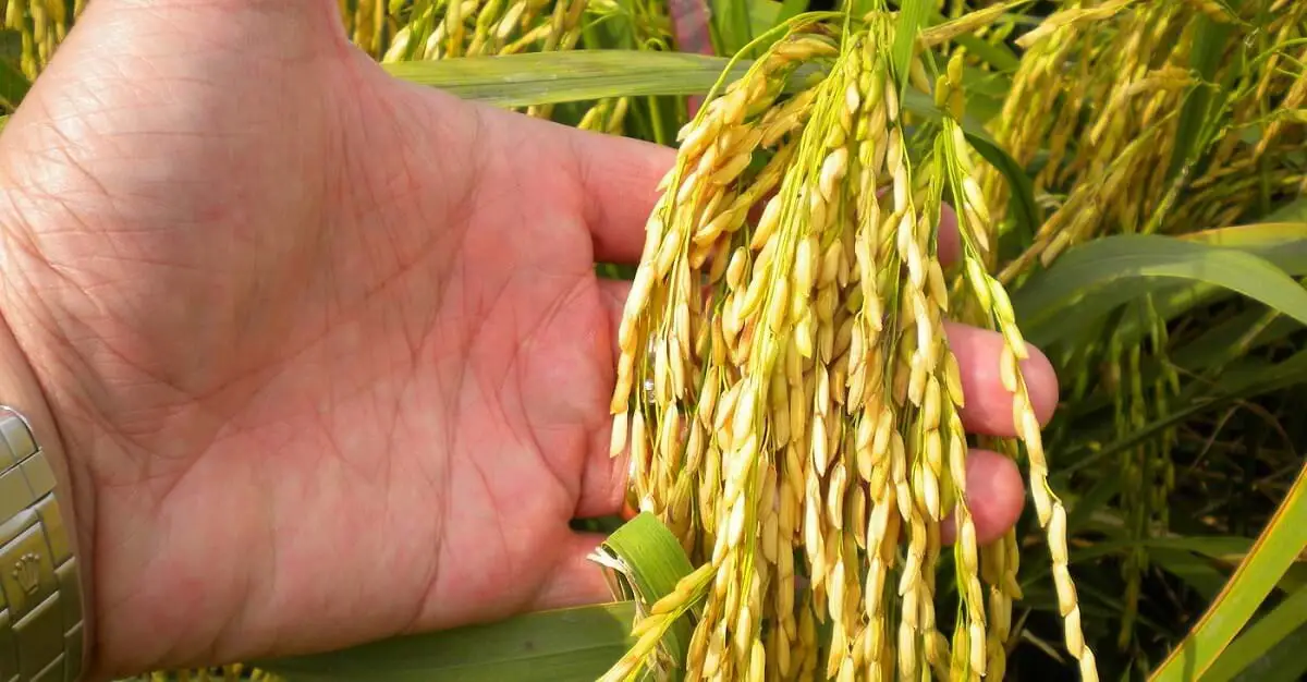 biofertilizer held in a hand https://greener4life.com/blog/advantages_biofertilizer_what_it_is