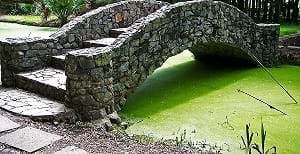 Algae You could collect from under a bridge https://greener4life.com/blog/algae-as-fertilizer
