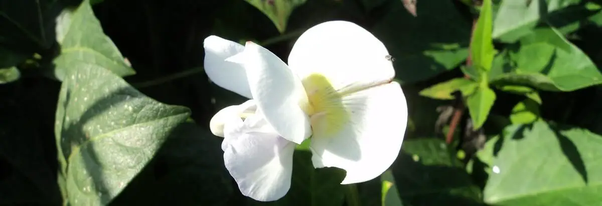 cowpea flower. https://greener4life.com/blog/planting-cowpeas
