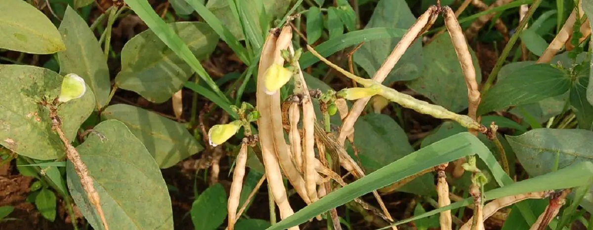 cowpea pods. https://greener4life.com/blog/planting-cowpeas