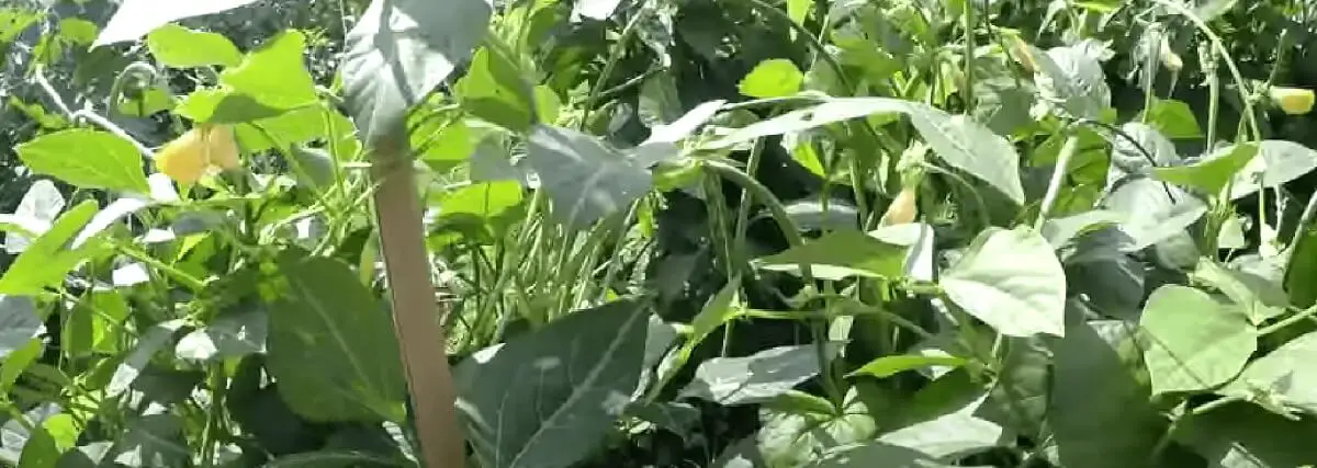 cowpeas. https://greener4life.com/blog/planting-cowpeas