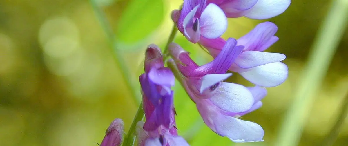 hairy vetch in flower https://greener4life.com