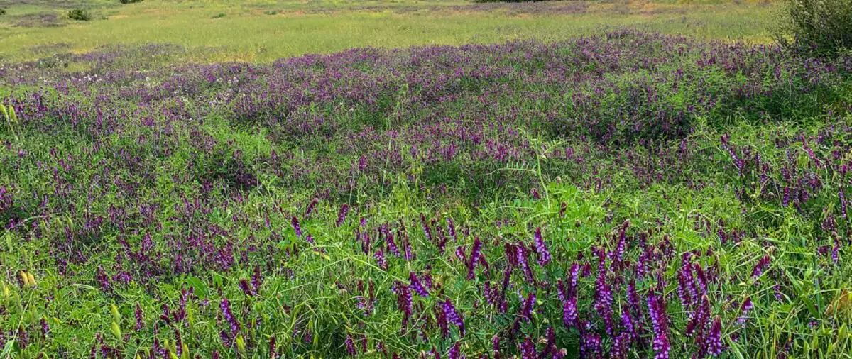 hairy vetch. https://greener4life.com