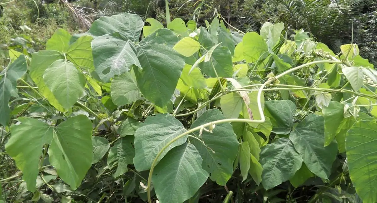 Velvet beans plant https://greener4life.com/blog/velvet-bean-plant