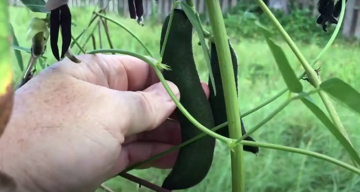 Velvet beans plant https://greener4life.com/blog/velvet-bean-plant