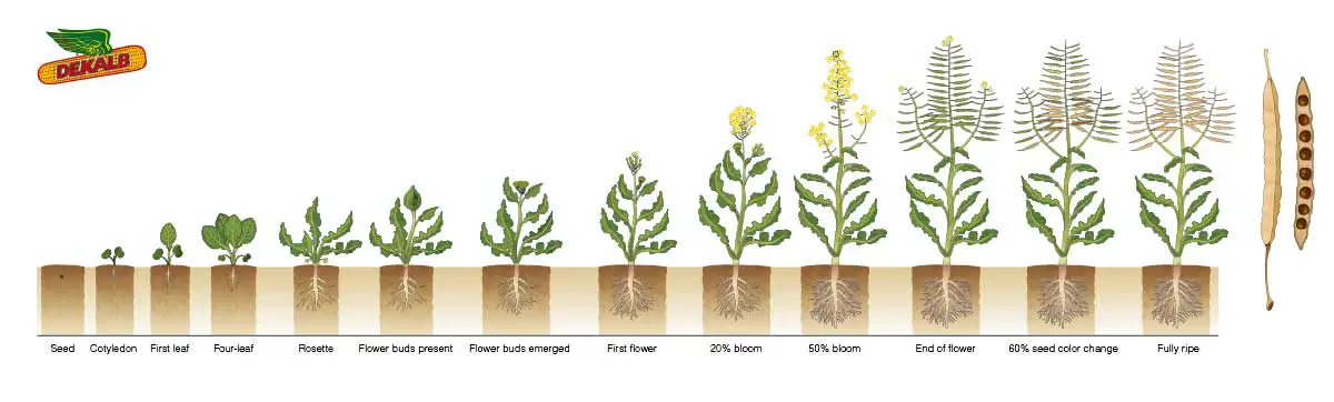 winter canola growth stages https://greener4life.com
