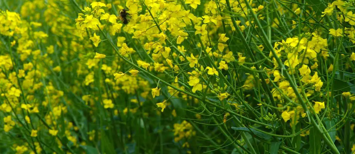 Field of winter canola https://greener4life.com