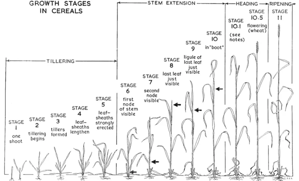 winter wheat growth cycle https://greener4life.com/