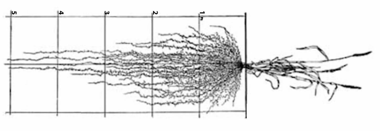 winter wheat root depth https://greener4life.com/blog/planting-winter-rye