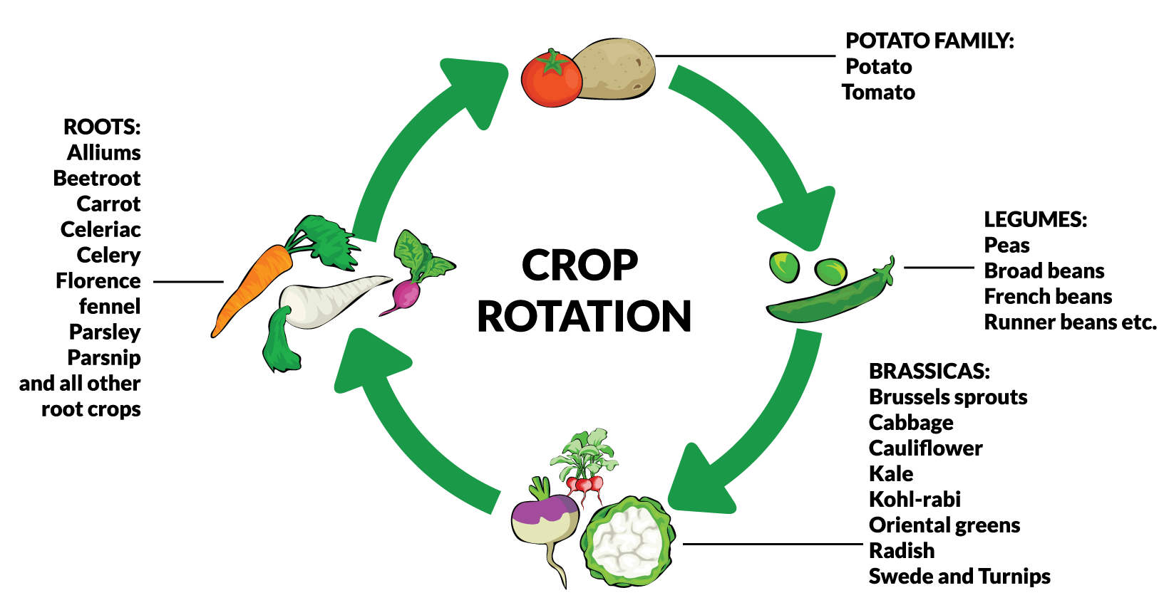Example of how to fotate different crops in the field for planting. https://greener4life.com