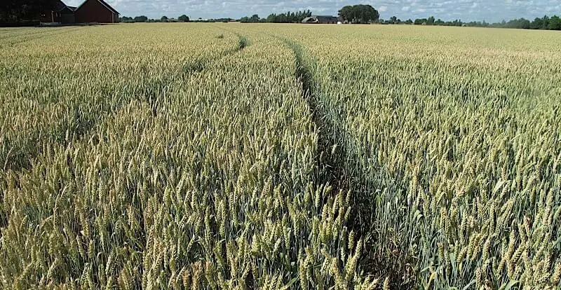 monoculture wheat field https://greener4life.com