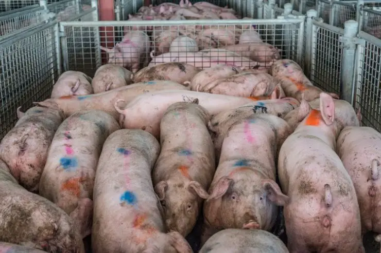 Pigs in Poor Living Conditions grouped in together https://greener4life.com