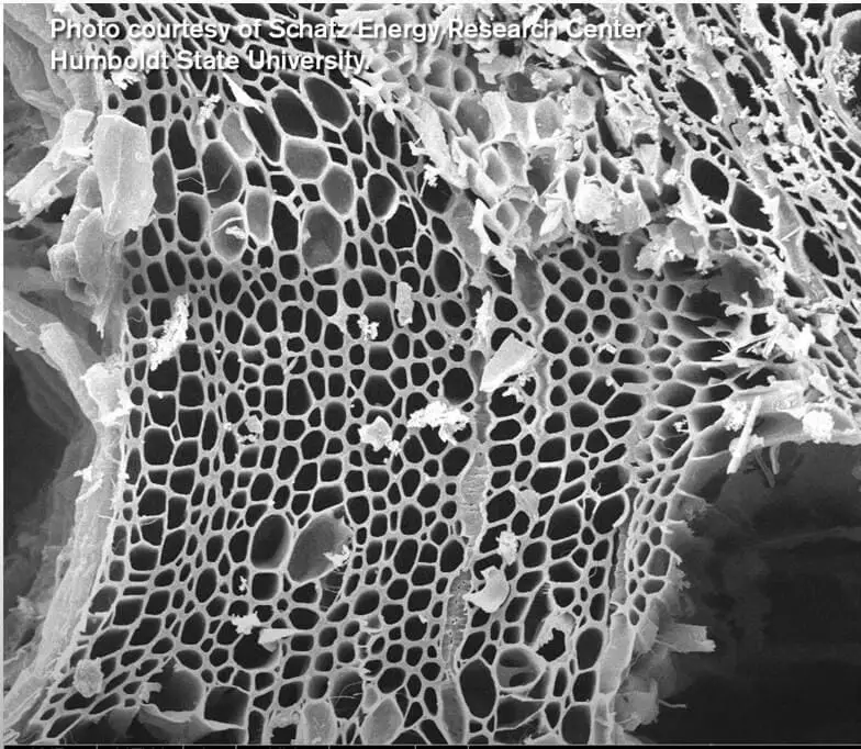 Example of porous structure of biochar https://greener4life.com/blog/biochar-fertilizer