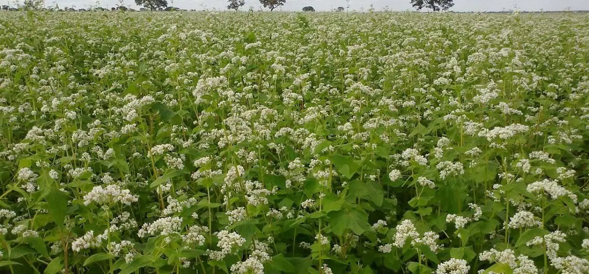 growing field of buckwheat cover cropp https://greener4life.com/blog/buckwheat-green-manure