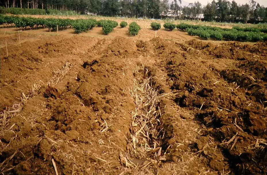 organic fertilizer https://greener4life.com