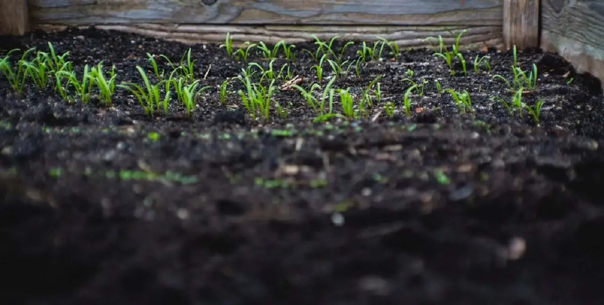 soil with humic acids and plants growing https://greener4life.com/blog/humic-acid-fertilizer