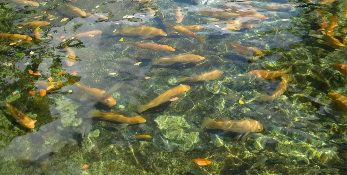 example of a monoculture fish farm. https://greener4life.com/blog/monoculture-fish-farming