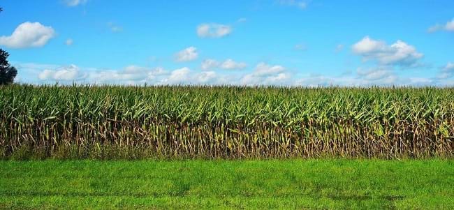 Corn Monoculture Field https://greener4life.com/blog/monoculture-and-food-security
