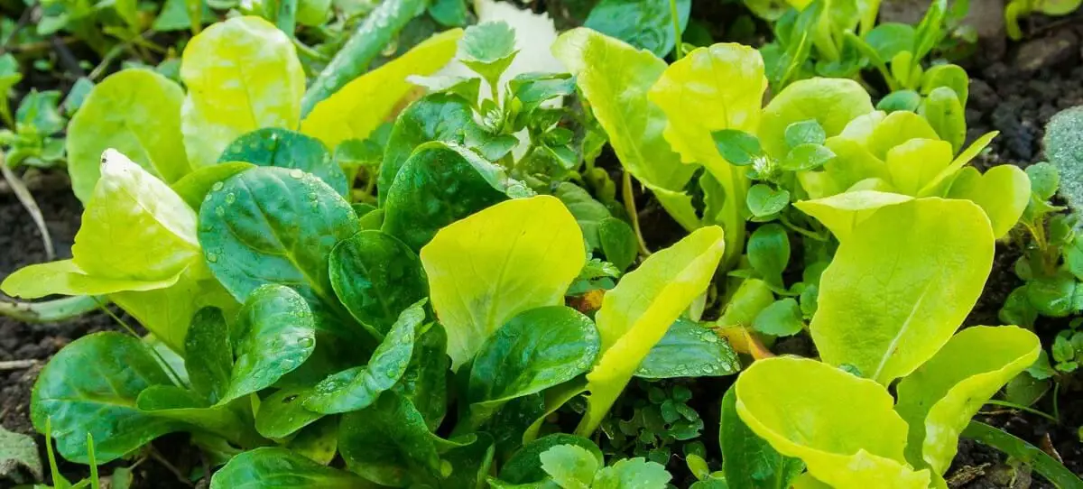 Example polyculture of corn salad and lettecue https://greener4life.com