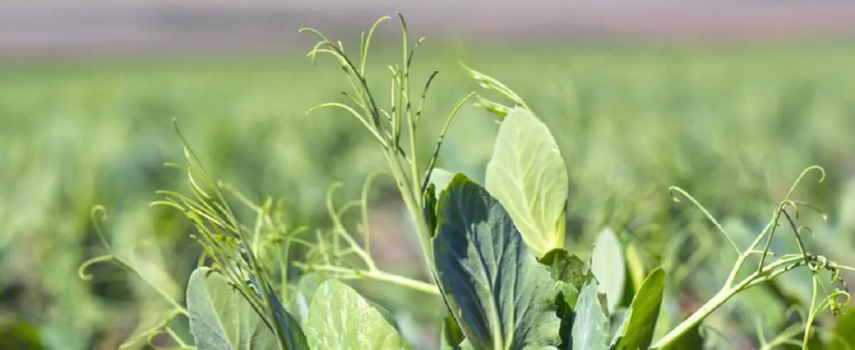 winter Peas https://greener4life.com/blog/winter-peas