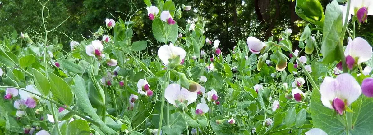winter Peas https://greener4life.com/blog/winter-peas