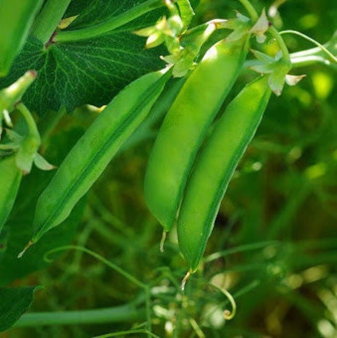 winter Peas https://greener4life.com/blog/winter-peas
