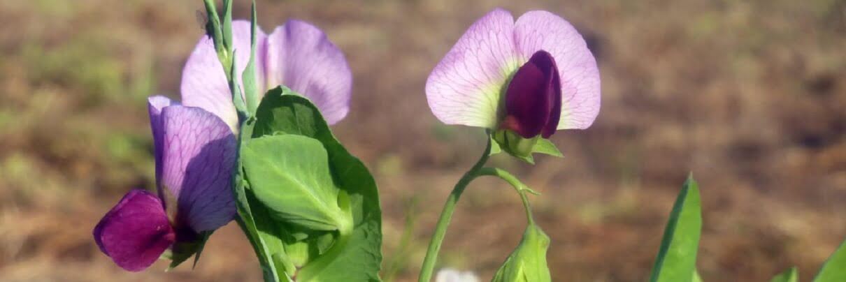 winter Peas https://greener4life.com/blog/winter-peas
