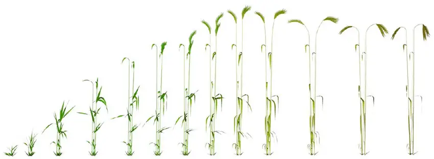fish meal fertilizer https://greener4life.com/blog/planting-winter-rye